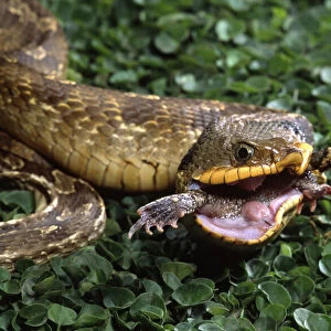 Snakes Acrylic Blox Collection: Eastern Hognose Snake