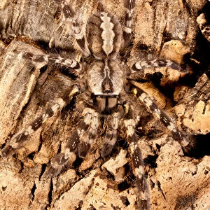 Spiders Collection: Indian Ornamental Tarantula