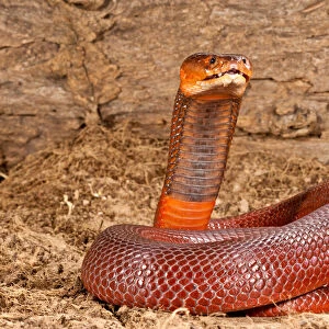 Cobra Photographic Print Collection: Red Spitting Cobra
