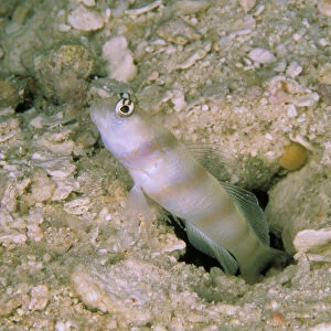 Blind Goby