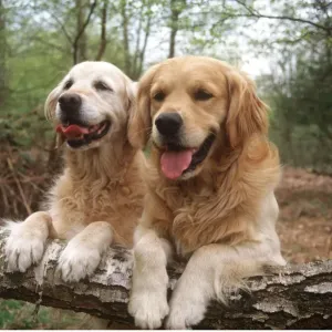 Golden Retriever Print - Two on Forest Walk Golden Retriever Print - Two on Forest Walk