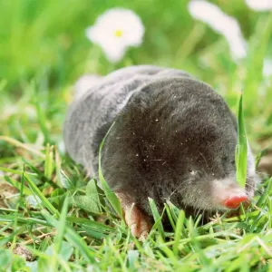 Mole Foraging Print Mole Foraging Print