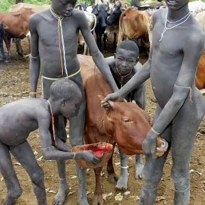 Ethiopia Print: Surma Tribe Children Drinking Cow's Blood Ethiopia Print: Surma Tribe Children Drinking Cow's Blood