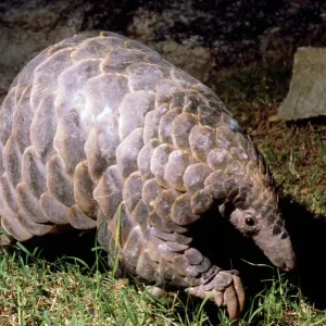 Print of a Temminck's Ground Pangolin Print of a Temminck's Ground Pangolin