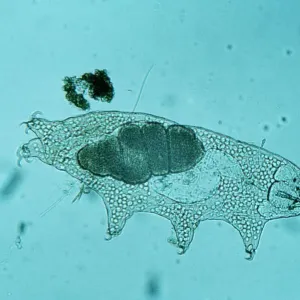 Macrobiotus macronyx Freshwater Tardigrade Print (2) Macrobiotus macronyx Freshwater Tardigrade Print (2)