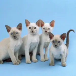 Siamese Kittens Print Siamese Kittens Print