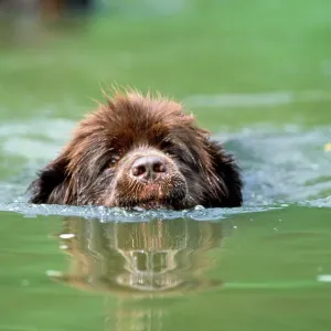 Newfoundland Dog Swimming Print - River Scene Newfoundland Dog Swimming Print - River Scene