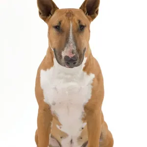 Bull Terrier Print Bull Terrier Print