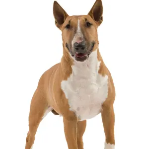 Bull Terrier Print Bull Terrier Print