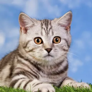 British Shorthair Silver Tabby Cat Print British Shorthair Silver Tabby Cat Print