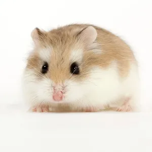 Roborovski Hamster Print (4) from Ardea Roborovski Hamster Print (4) from Ardea