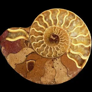 Perisphinctes Ammonite Cross Section Print Perisphinctes Ammonite Cross Section Print