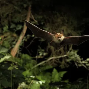 Brown Long-eared Bat Print in Flight Brown Long-eared Bat Print in Flight