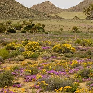 The desert in flower in Namaqualand: Quiver tree Aloe dichotoma, orange daisies Tripteris hyoseroides and pink mesembs Drosanthemum hispidum; Goegap reserve, South Africa