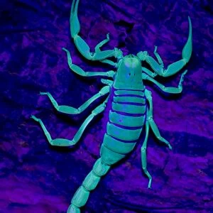 Desert Hairy / Giant Hairy Scorpion - Under UV light - Arizona - USA