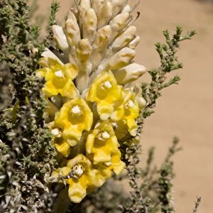 Desert Hyacinth / Desert Broomrape - Holoparasitic desert plant - one of the species used to obtain the Chinese herbal medicine Cistanche - Abu Dhabi - United Arab Emirates