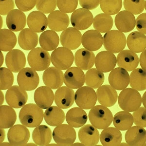 Developing Trout Eggs