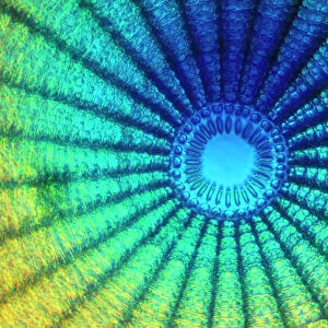 Diatom - from marine plankton sample