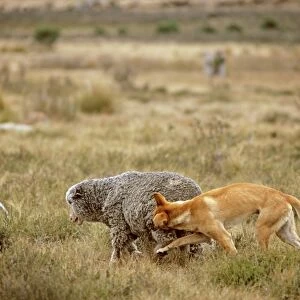 Dingo - Attacking a sheep - Australia JPF17339