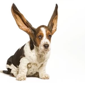 Dog - Basset Hound in studio with ears up