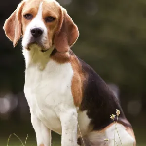 Beagle Print