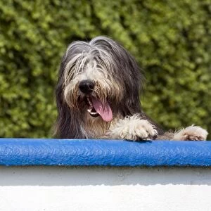 Dog - Bearded Collie look over the wall