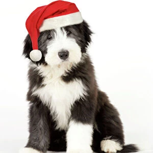 Dog. Bearded Collie puppy sitting wearing Christmas hat Digital Manipulation: Chistmas hat (JD)