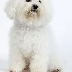 Dog - Bichon Frise - in studio