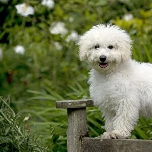 DOG - Bichon frise X poodle standing on garden bench
