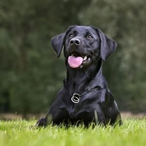Dog - Black Labrador - in garden