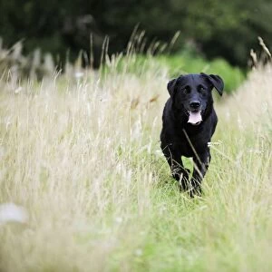 Dog. Black labrador running in field