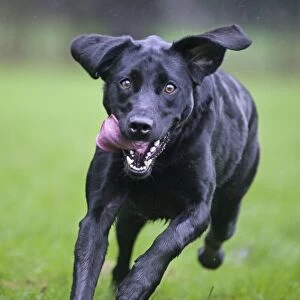 Dog - Black Labrador - running in garden