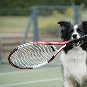 Dog - Border Collie holding tennis racket