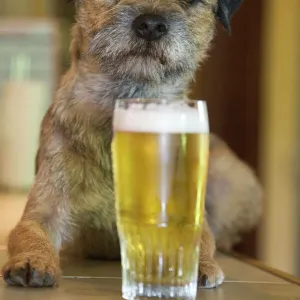 Dog - Border Terrier - in pub with beer