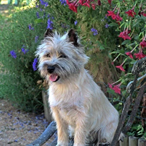Dog - Cairn Terrier sitting on chair