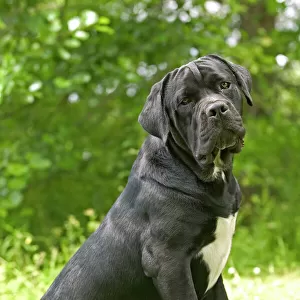 Working Mounted Print Collection: Mastiff