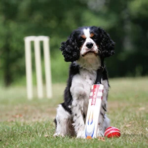 Dog - Cavalier King Charles spaniel with cricket bat and ball