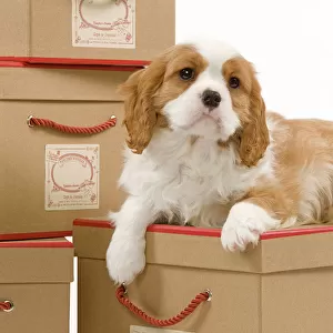 Dog - Cavalier King Charles Spaniel puppy lying on boxes in studio