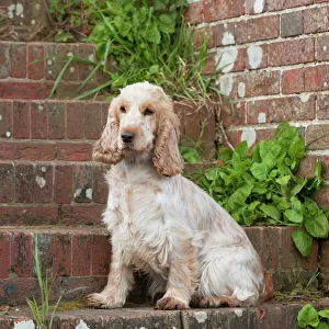 DOG - Cocker Spaniel (orange roan) - sitting on steps