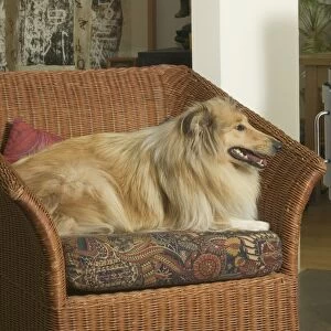 Dog - Collie in armchair by fire