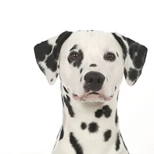 DOG - Dalmatian (head shot)