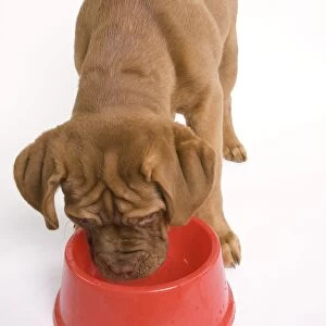 Dog - Dogue de Bordeaux / Bordeaux / French Mastiff in studio drinking from bowl