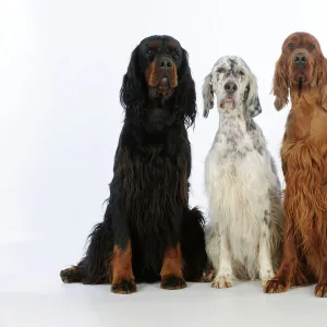 DOG. English setter sitting between gordon setter and irish setter