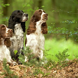 Dog - English springer spaniels in woodland