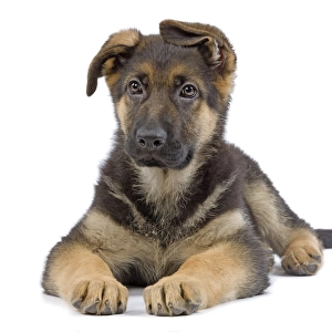 Dog - German Shepherd - puppy