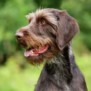 Gundog Related