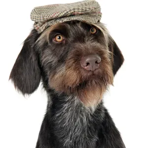 German Wire-Haired Pointer with Hat Print JD-22266 German Wire-Haired Pointer with Hat Print JD-22266