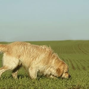 Dog - Golden Retriever, searching for wildfowl
