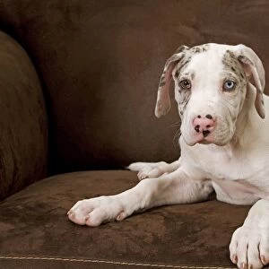 Dog - Great Dane - 10 week old puppy on armchair. Also known as German Mastiff / Deutsche Dogge / Dogue Allemand (French)