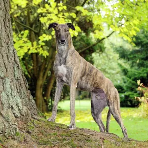 Greyhound Print on Tree Root Greyhound Print on Tree Root